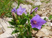 45 Campanula raineri (Campanula dell'arciduca) 